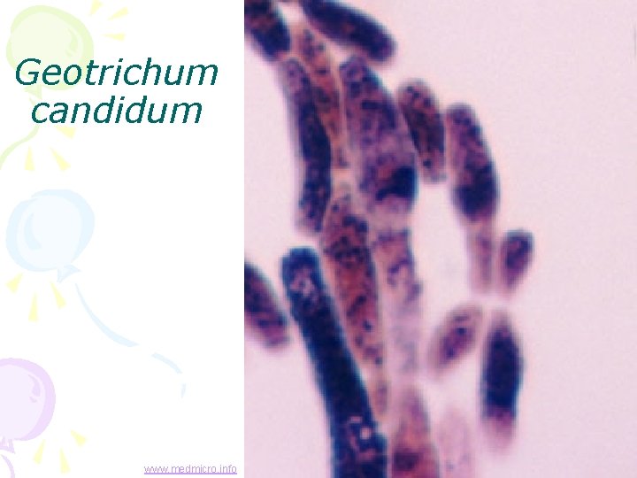 Geotrichum candidum www. medmicro. info 