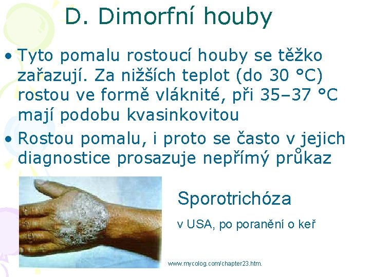 D. Dimorfní houby • Tyto pomalu rostoucí houby se těžko zařazují. Za nižších teplot