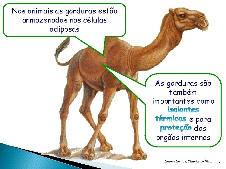 Nos animais as gorduras estão armazenadas nas células adiposas As gorduras são também importantes