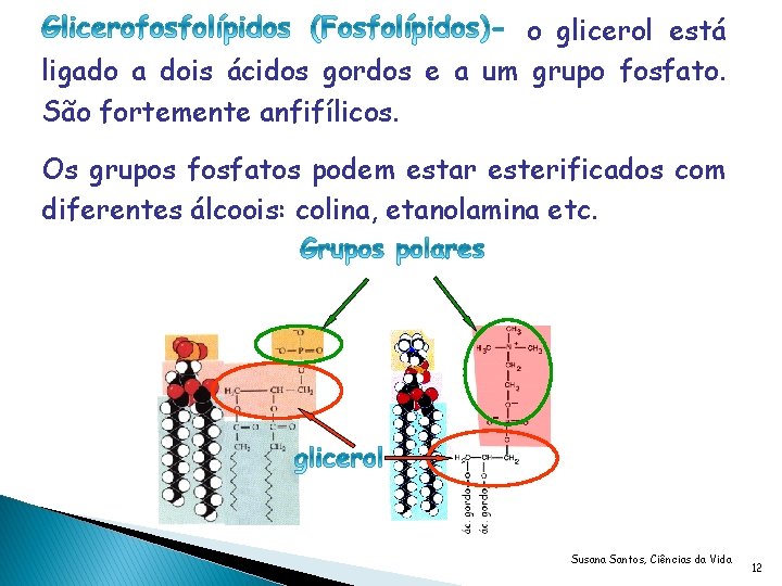 o glicerol está ligado a dois ácidos gordos e a um grupo fosfato. São