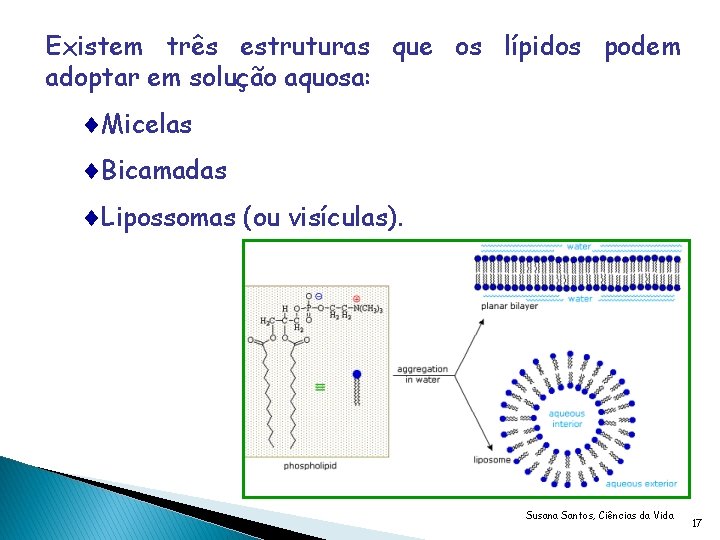 Existem três estruturas que os lípidos podem adoptar em solução aquosa: Micelas Bicamadas Lipossomas