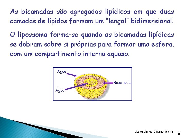 As bicamadas são agregados lipídicos em que duas camadas de lípidos formam um “lençol”