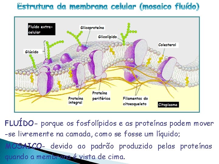 CÉLULA PROCARIÓTICA FLUÍDO- porque os fosfolípidos e as proteínas podem mover -se livremente na