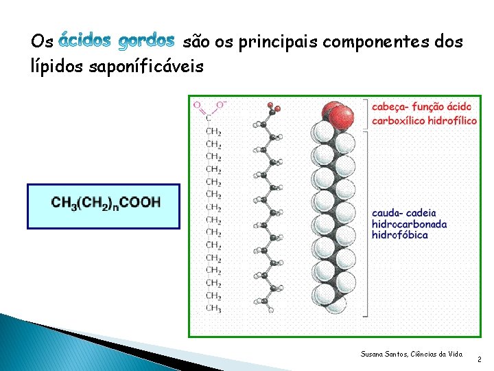 Os são os principais componentes dos lípidos saponíficáveis Susana Santos, Ciências da Vida 2