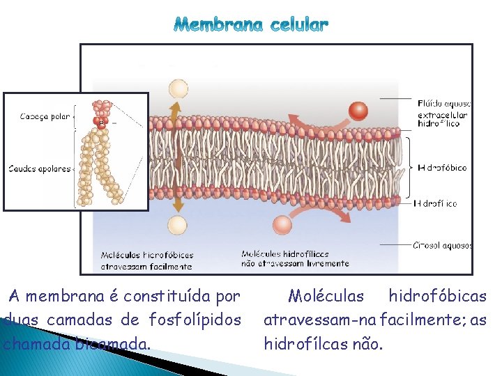 CÉLULA PROCARIÓTICA A membrana é constituída por duas camadas de fosfolípidos chamada bicamada. Moléculas