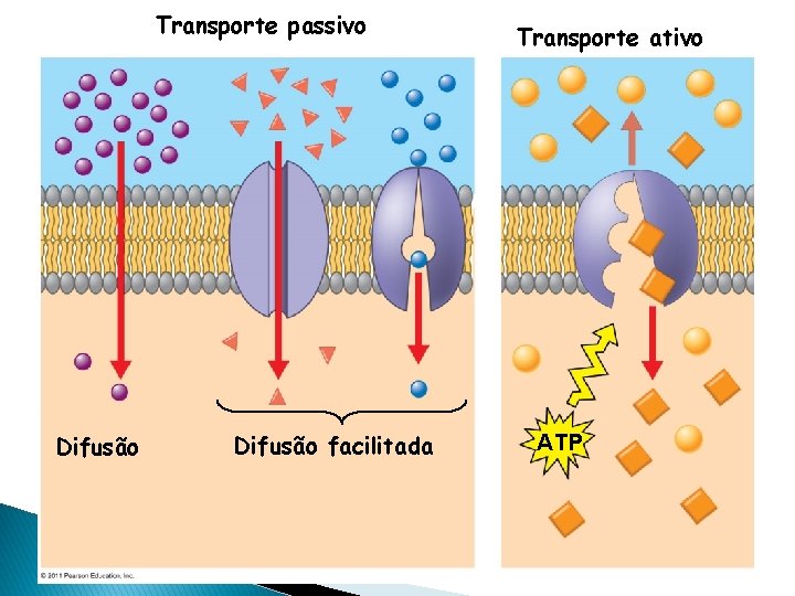 Transporte passivo Difusão facilitada Transporte ativo ATP 