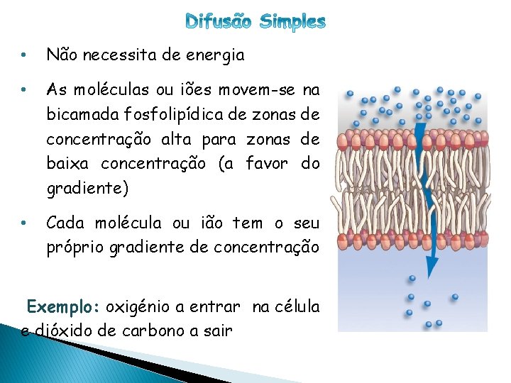 CÉLULA PROCARIÓTICA • Não necessita de energia • As moléculas ou iões movem-se na