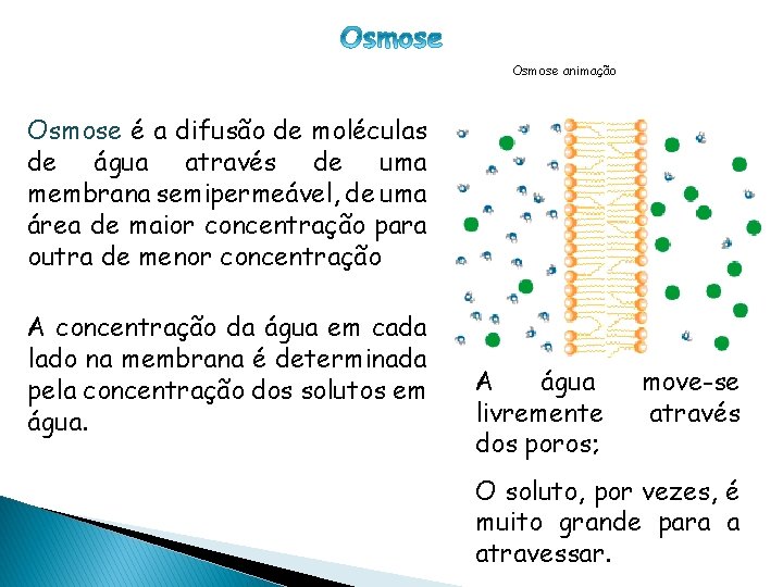 CÉLULA PROCARIÓTICA Osmose animação Osmose é a difusão de moléculas de água através de