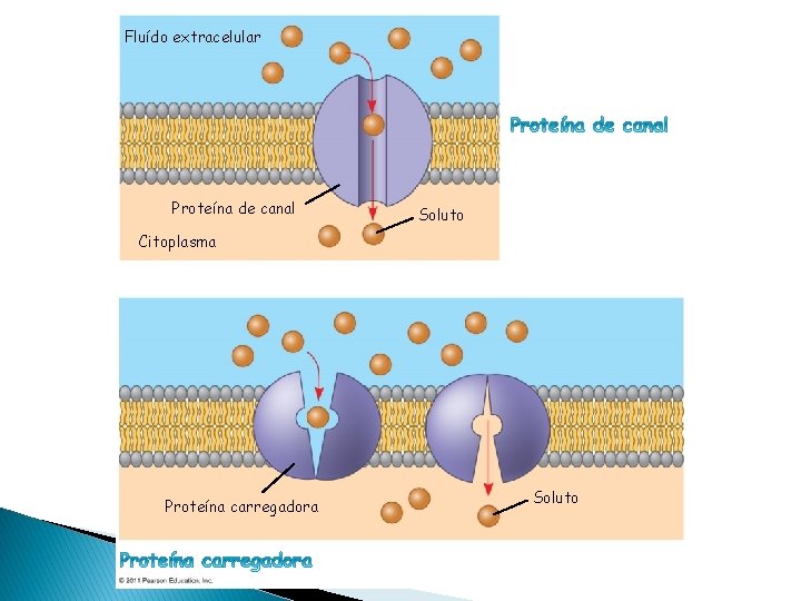 CÉLULA PROCARIÓTICA Fluído extracelular Difusão Facilitada Proteína de canal Soluto Citoplasma Proteína carregadora Soluto