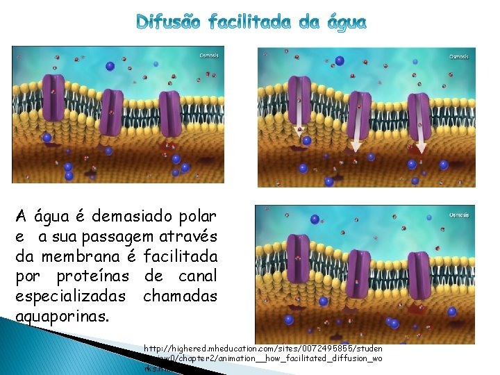 CÉLULA PROCARIÓTICA A água é demasiado polar e a sua passagem através da membrana