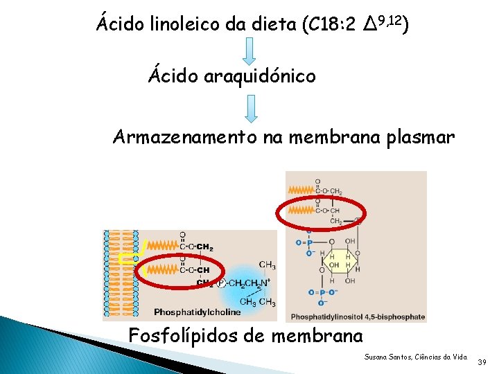 Ácido linoleico da dieta (C 18: 2 ∆9, 12) Ácido araquidónico Armazenamento na membrana