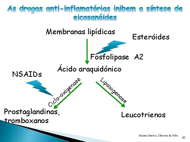 As drogas anti-inflamatórias inibem a síntese de eicosanóides Membranas lipídicas Esteróides Fosfolipase A 2