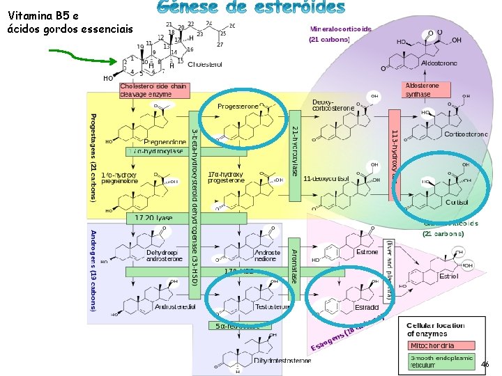 Vitamina B 5 e ácidos gordos essenciais 46 