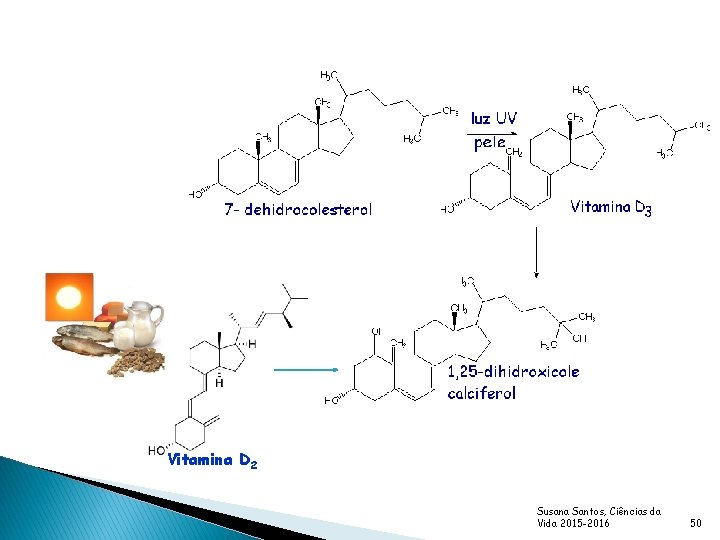 Vitamina D 2 Susana Santos, Ciências da Vida 2015 -2016 50 