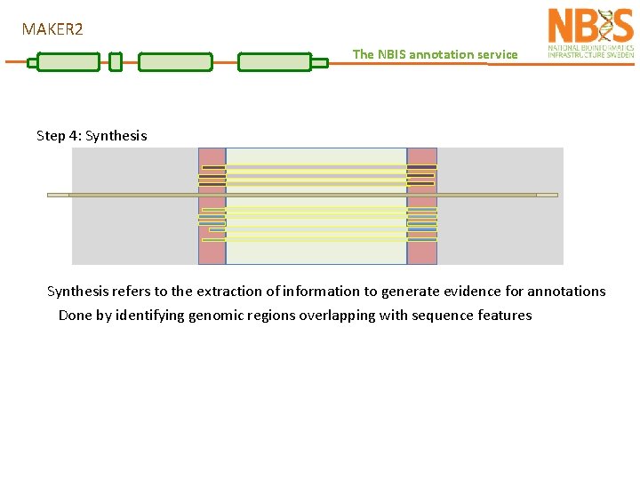 MAKER 2 The NBIS annotation service Step 4: Synthesis refers to the extraction of