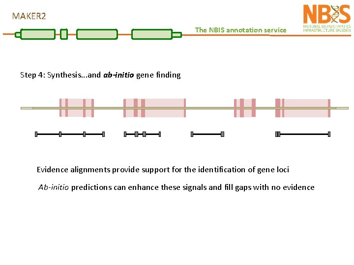 MAKER 2 The NBIS annotation service Step 4: Synthesis. . . and ab-initio gene