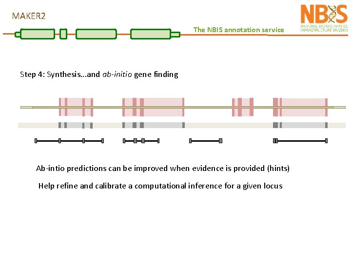 MAKER 2 The NBIS annotation service Step 4: Synthesis. . . and ab-initio gene