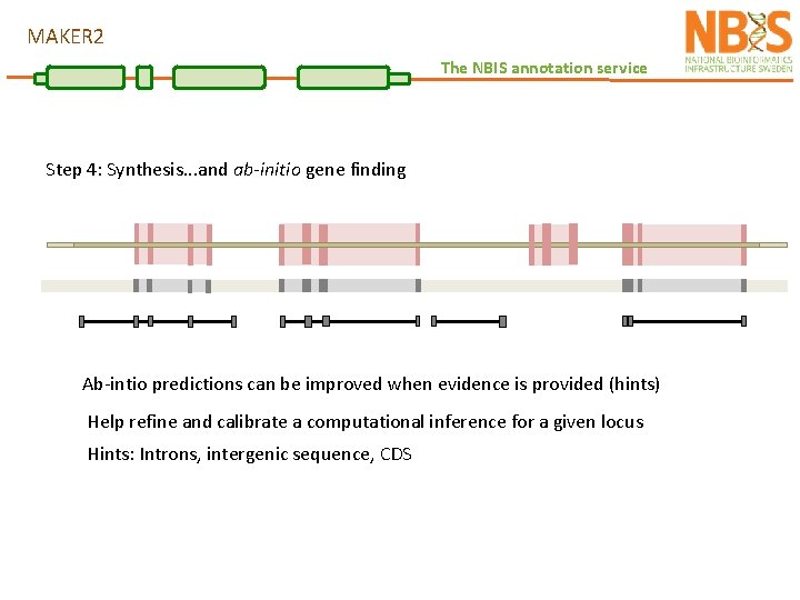 MAKER 2 The NBIS annotation service Step 4: Synthesis. . . and ab-initio gene