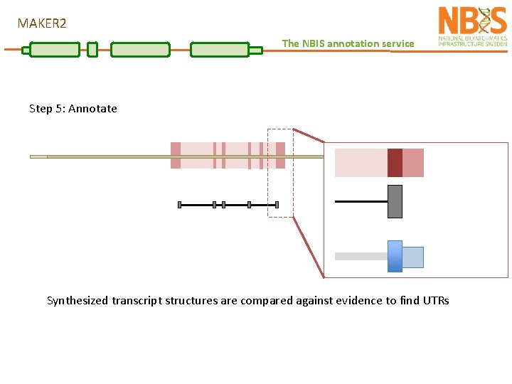 MAKER 2 The NBIS annotation service Step 5: Annotate Synthesized transcript structures are compared