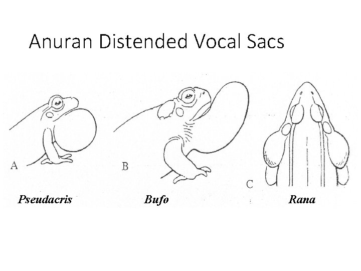 Anuran Distended Vocal Sacs Pseudacris Bufo Rana 