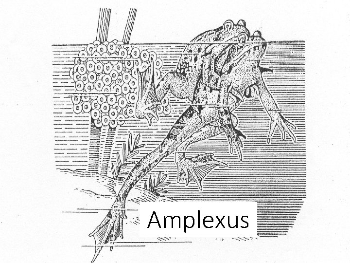 Amplexus 