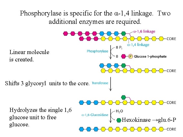 Phosphorylase is specific for the α-1, 4 linkage. Two additional enzymes are required. Linear