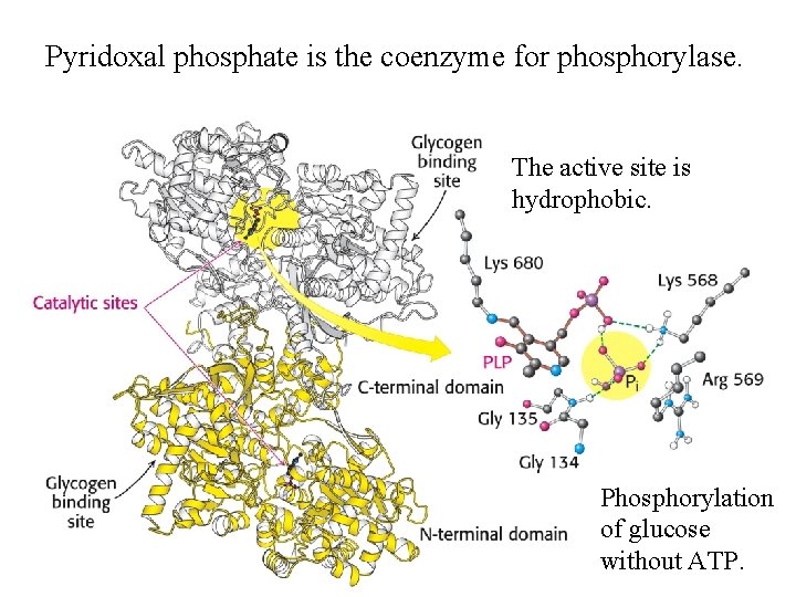 Pyridoxal phosphate is the coenzyme for phosphorylase. The active site is hydrophobic. Phosphorylation of