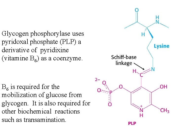 Glycogen phosphorylase uses pyridoxal phosphate (PLP) a derivative of pyridixine (vitamine B 6) as