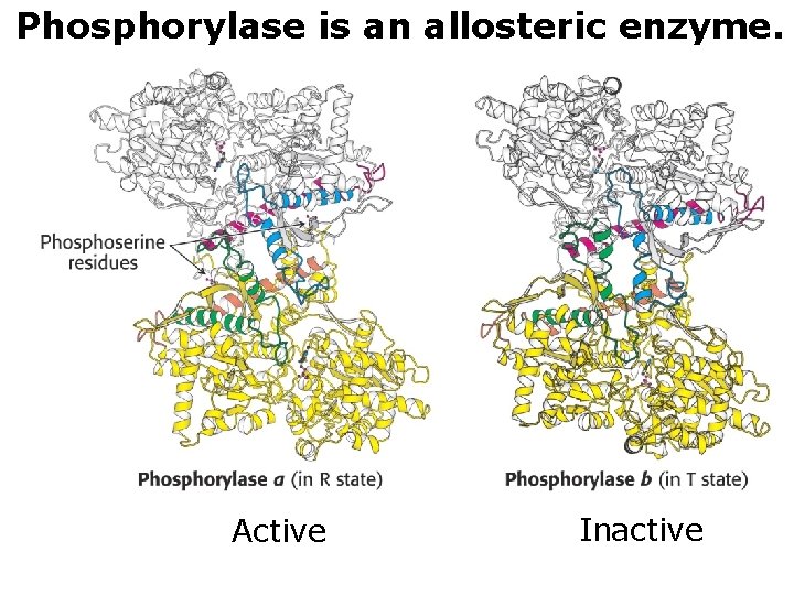 Phosphorylase is an allosteric enzyme. Active Inactive 