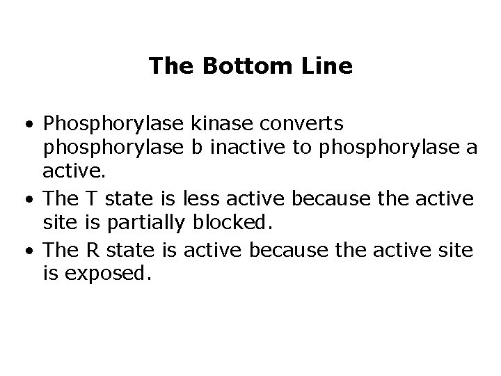 The Bottom Line • Phosphorylase kinase converts phosphorylase b inactive to phosphorylase a active.