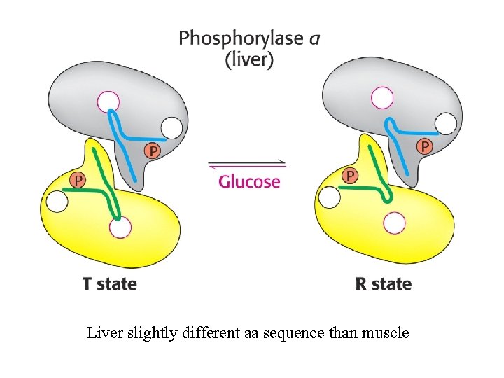 Liver slightly different aa sequence than muscle 