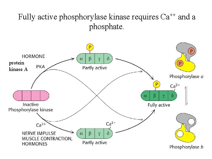 Fully active phosphorylase kinase requires Ca++ and a phosphate. protein kinase A 
