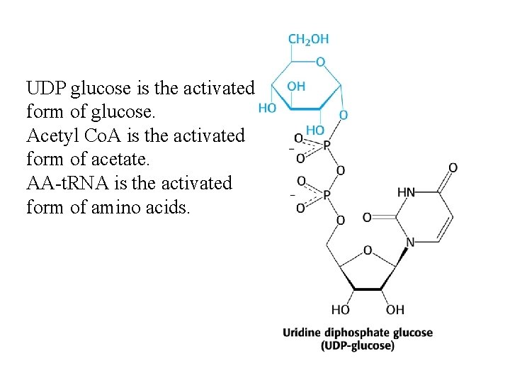 UDP glucose is the activated form of glucose. Acetyl Co. A is the activated