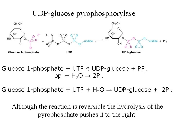 UDP-glucose pyrophosphorylase Glucose 1 -phosphate + UTP UDP-glucose + PPi. ppi + H 2