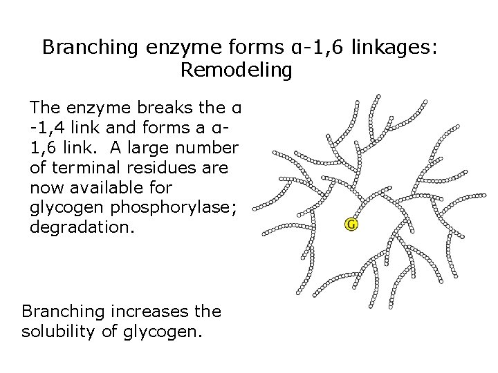 Branching enzyme forms α-1, 6 linkages: Remodeling The enzyme breaks the α -1, 4