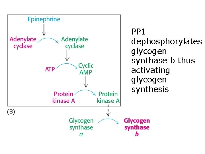 PP 1 dephosphorylates glycogen synthase b thus activating glycogen synthesis 