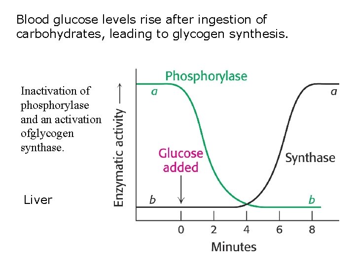 Blood glucose levels rise after ingestion of carbohydrates, leading to glycogen synthesis. Inactivation of