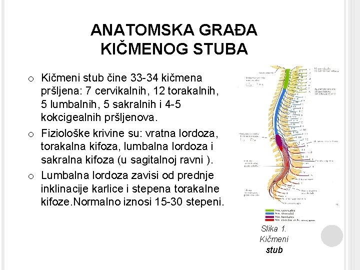 ANATOMSKA GRAĐA KIČMENOG STUBA o Kičmeni stub čine 33 -34 kičmena pršljena: 7 cervikalnih,