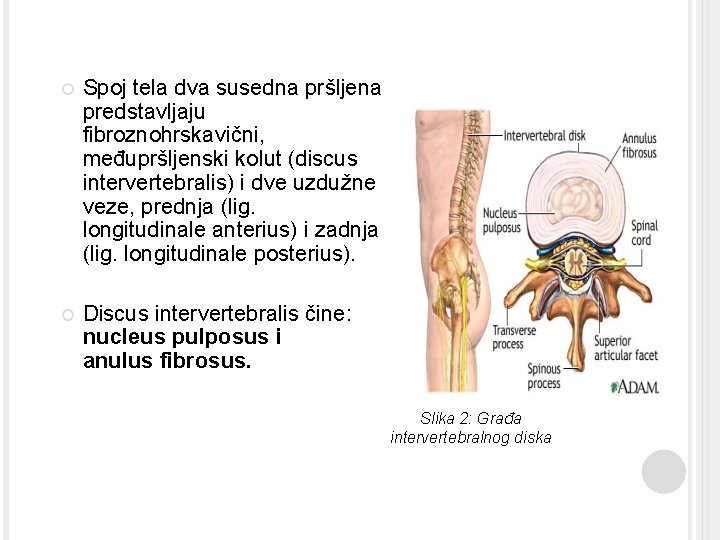  Spoj tela dva susedna pršljena predstavljaju fibroznohrskavični, međupršljenski kolut (discus intervertebralis) i dve