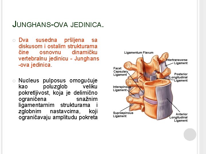 JUNGHANS-OVA JEDINICA. Dva susedna pršljena sa diskusom i ostalim strukturama čine osnovnu dinamičku vertebralnu
