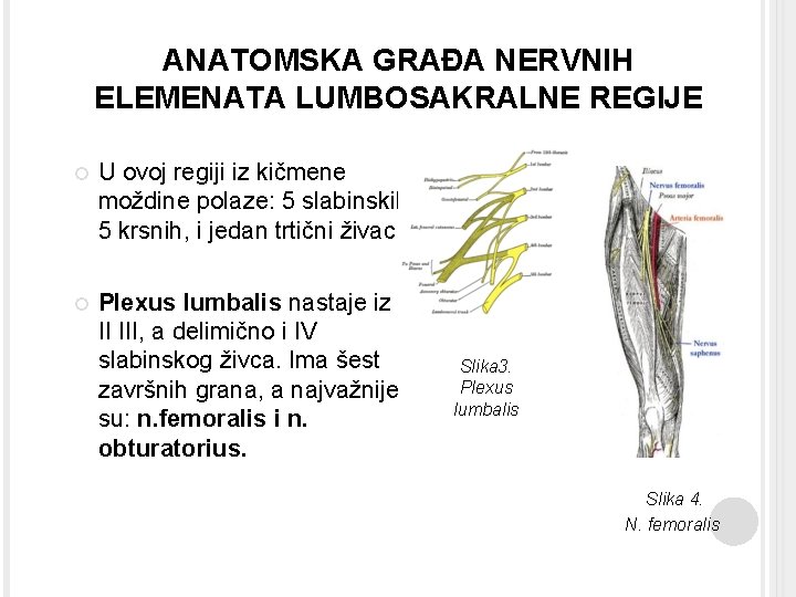 ANATOMSKA GRAĐA NERVNIH ELEMENATA LUMBOSAKRALNE REGIJE U ovoj regiji iz kičmene moždine polaze: 5