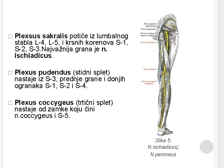  � Plexsus sakralis potiče iz lumbalnog stabla L-4, L-5, i krsnih korenova S-1,