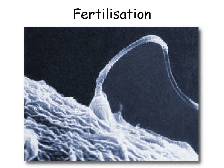 Fertilisation 