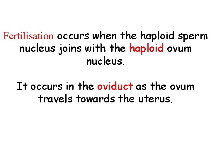 Fertilisation occurs when the haploid sperm nucleus joins with the haploid ovum nucleus. It