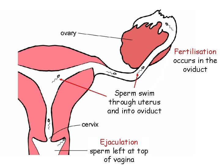 Fertilisation occurs in the oviduct Sperm swim through uterus and into oviduct Ejaculation sperm