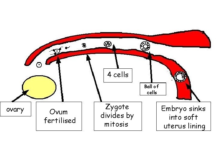 4 cells Ball of cells ovary Ovum fertilised Zygote divides by mitosis Embryo sinks