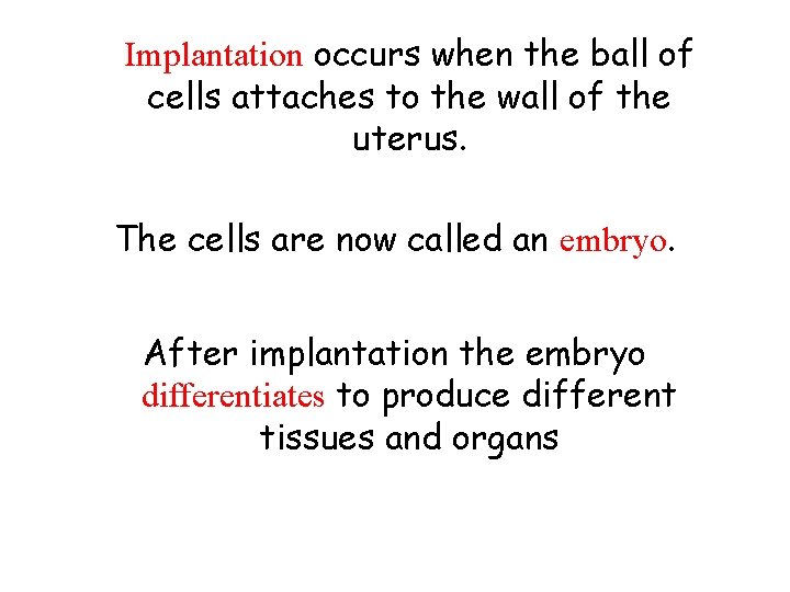 Implantation occurs when the ball of cells attaches to the wall of the uterus.