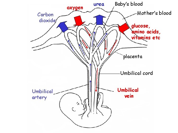 oxygen Carbon dioxide urea Baby’s blood Mother’s blood glucose, amino acids, vitamins etc placenta