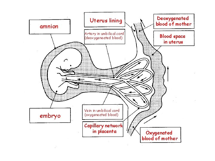 amnion Uterus lining Artery in umbilical cord (deoxygeneated blood) embryo Deoxygenated blood of mother