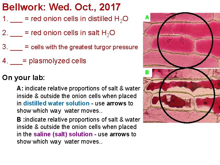 Bellwork: Wed. Oct. , 2017 1. ___ = red onion cells in distilled H